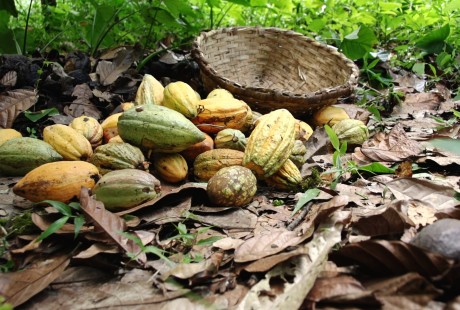 Imagen de una cesta y cacao en la película 'Belén', de Adriana Vila 