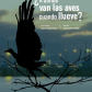 ¿A dónde van las aves cuando llueve?